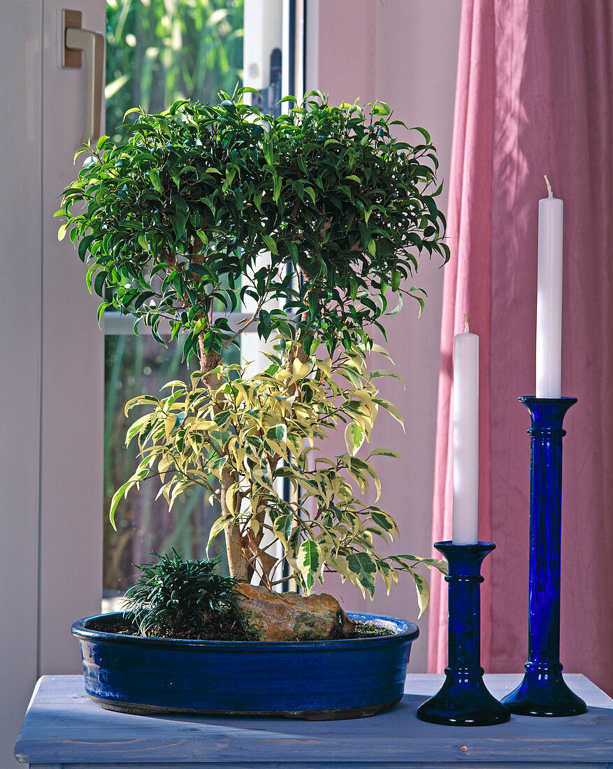 Ficus benjamina