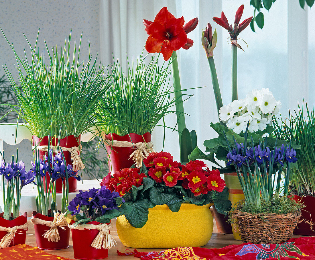 Arrangement: Iris reticulata, Primula acaulis