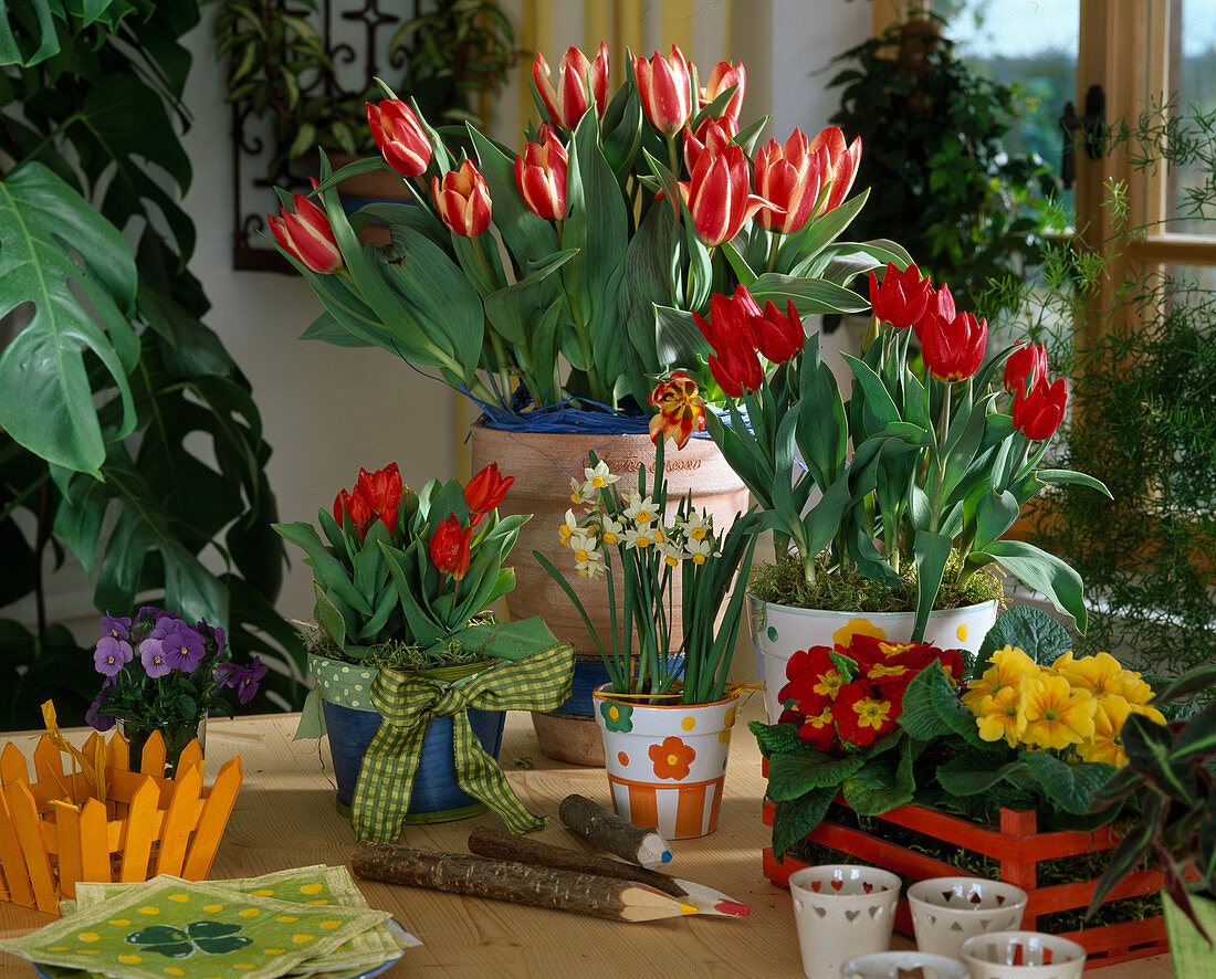 Tulipa 'Czar Peter' (Red (White)), 'Brilliant Star'