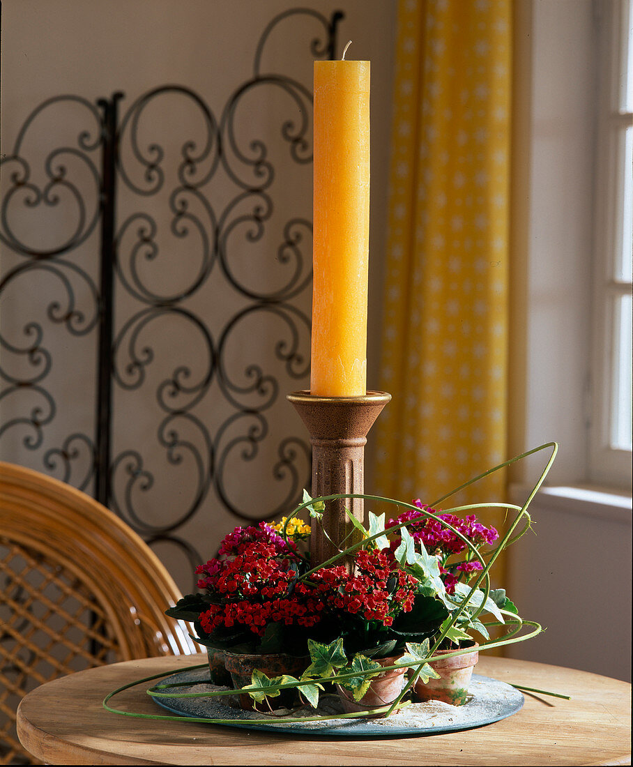 Kalanchoe blossfeldiana (Flammendes Kätchen) als Mini mit gelber Kerze