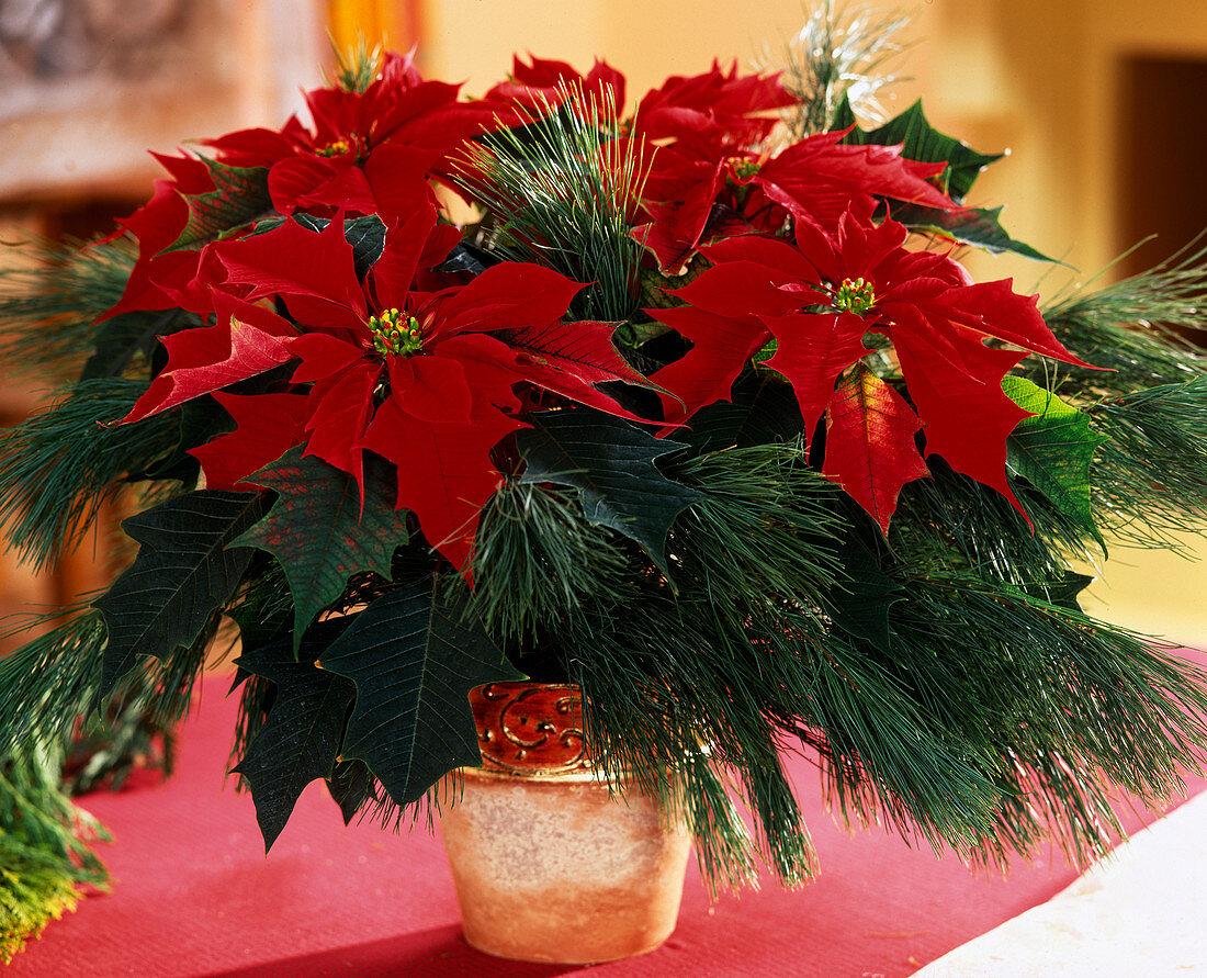 Euphorbia pulcherrima (pine branches), poinsettia