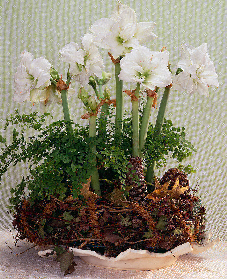 Hippeastrum - hybrid, Amaryllis 'Jewell', Adiantum (maidenhair fern), willow wreath