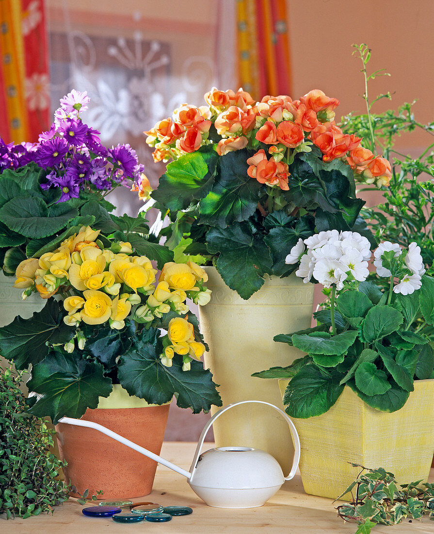 Begonia elatior hybrid