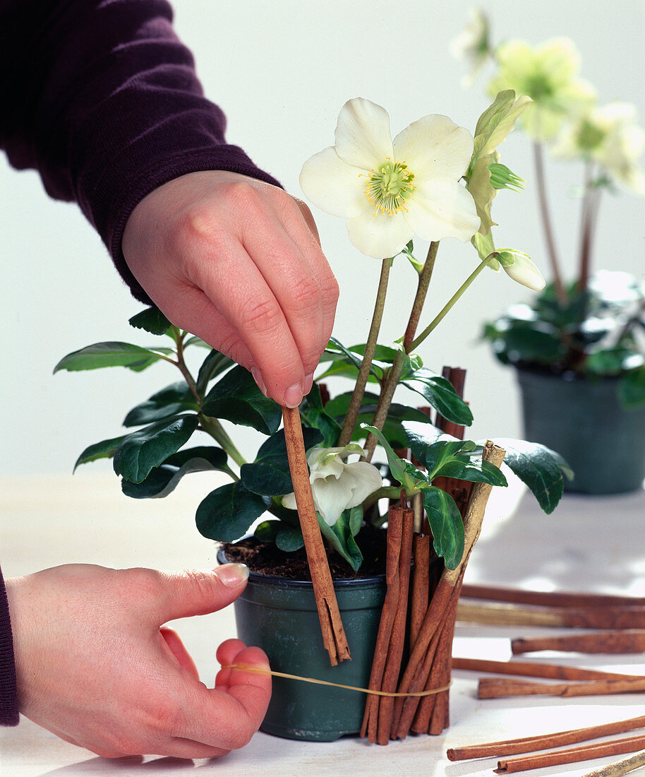 Christmas decoration for Christmas rose (Helleborus): 2nd step: Put cinnamon sticks in the rubber band.