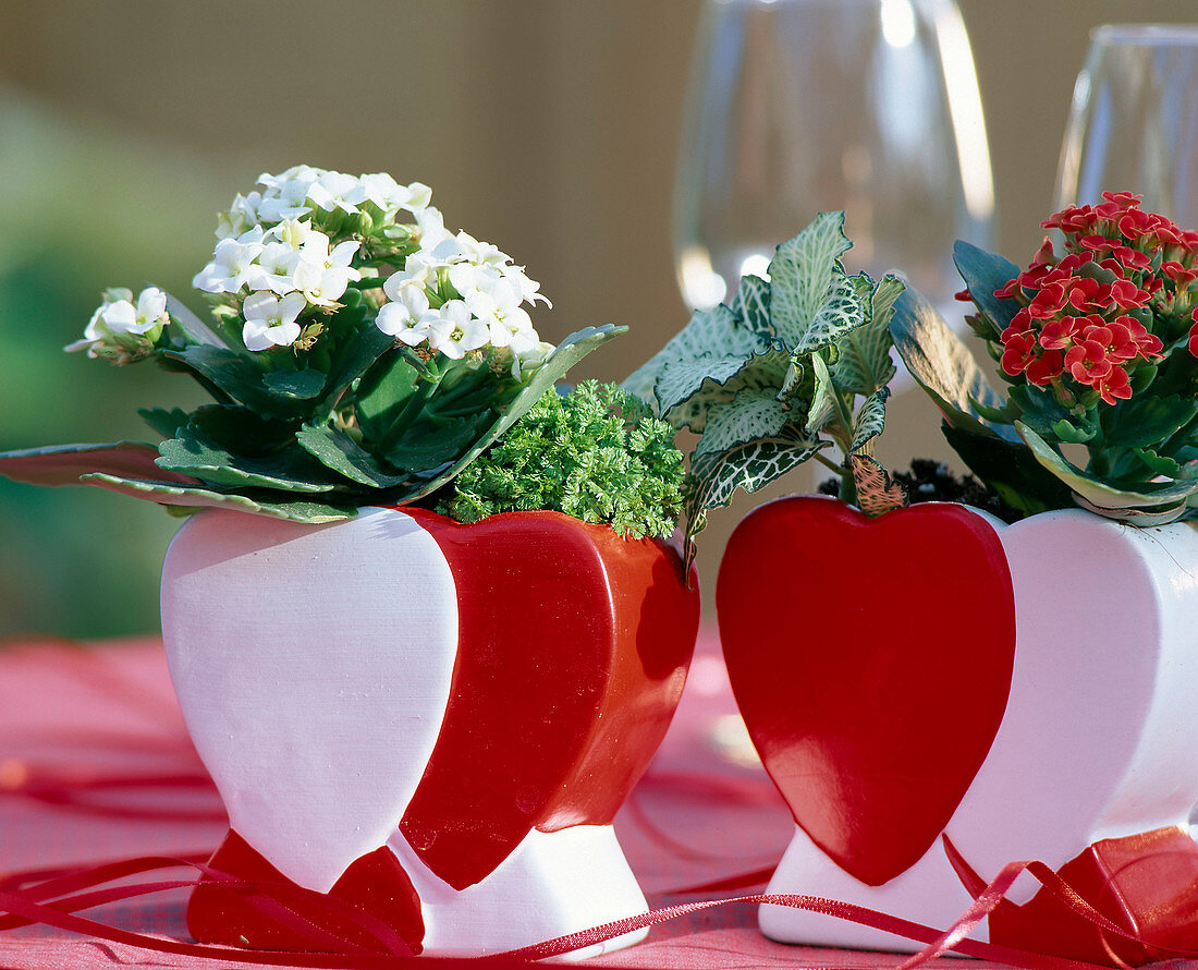 Kalanchoe blossfeldiana (Flaming Daisy), Selaginella in heart vases