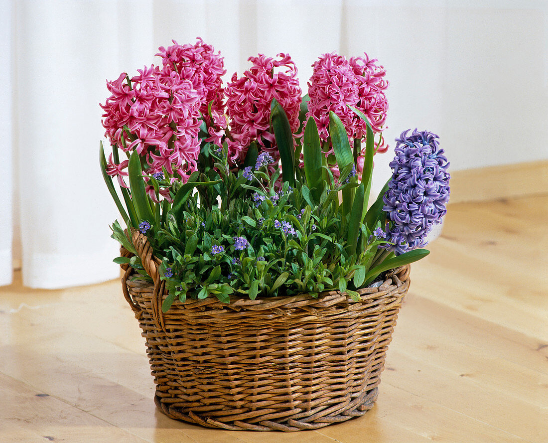 Hyacinthus orientalis