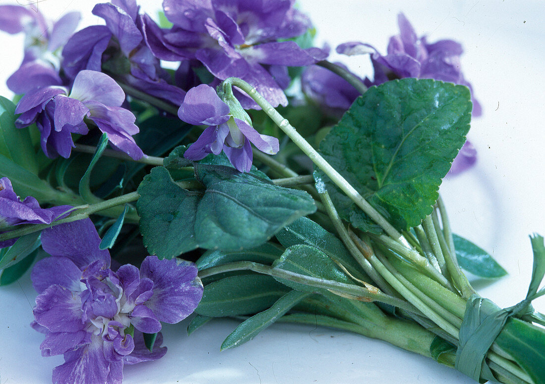 Bouquet of Viola Suavis 'La Violetta'