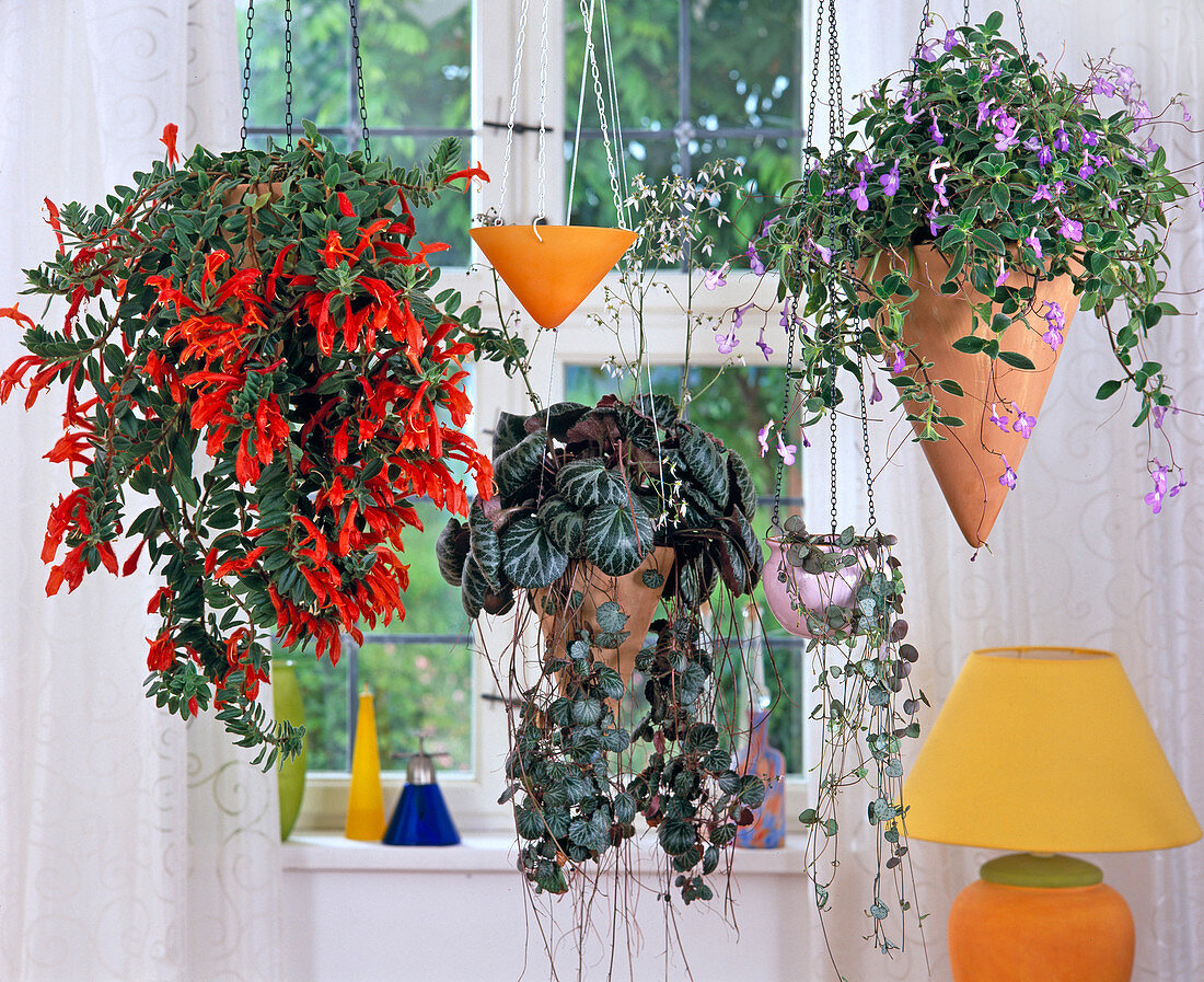 Columnea (Goldfish Plant)