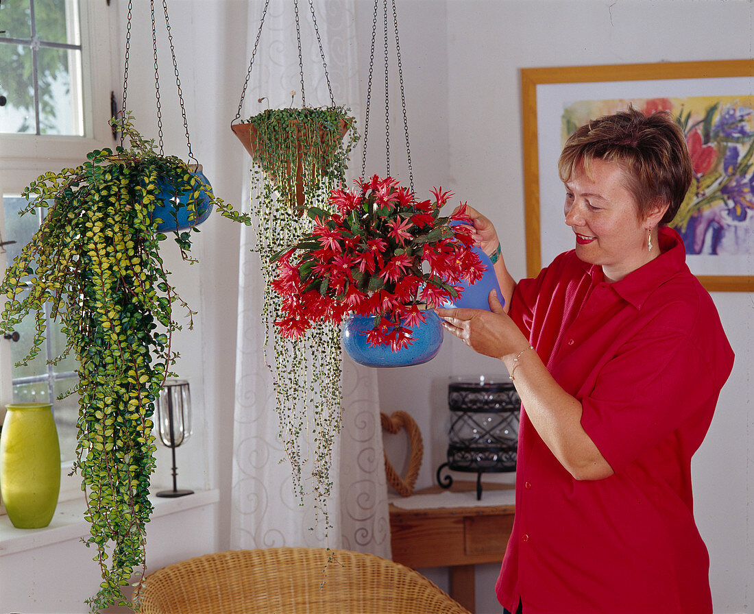 Woman watering Rhipsalidopsis (Easter cactus)