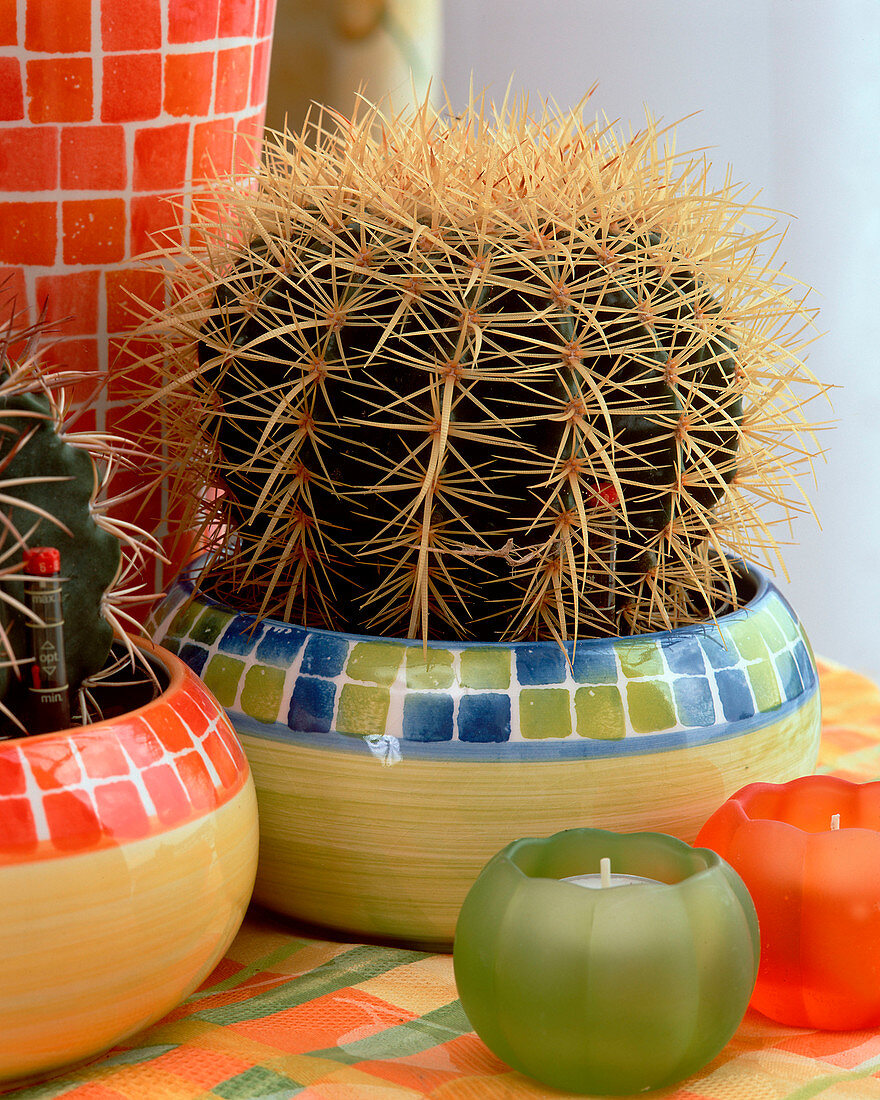 Cactus in hydroponics