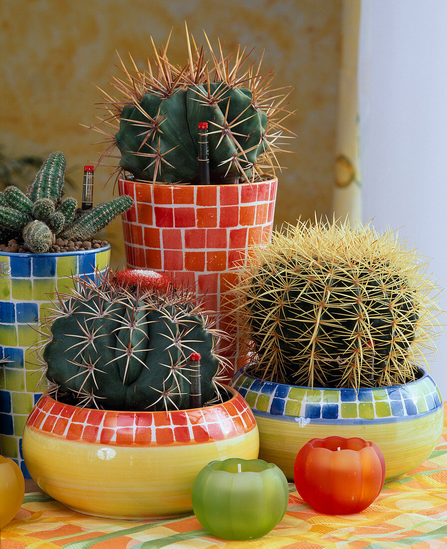 Cacti in a hybrid culture