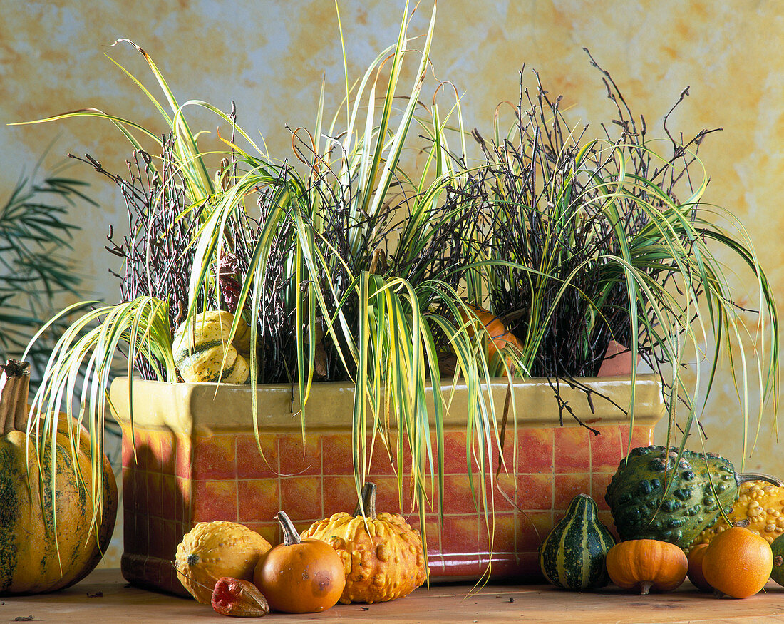 Herbstkasten mit Carex hachijoensis und Kürbissen