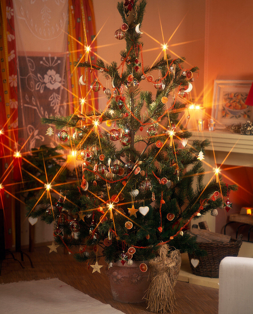 Pinus (Pine) as Christmas tree