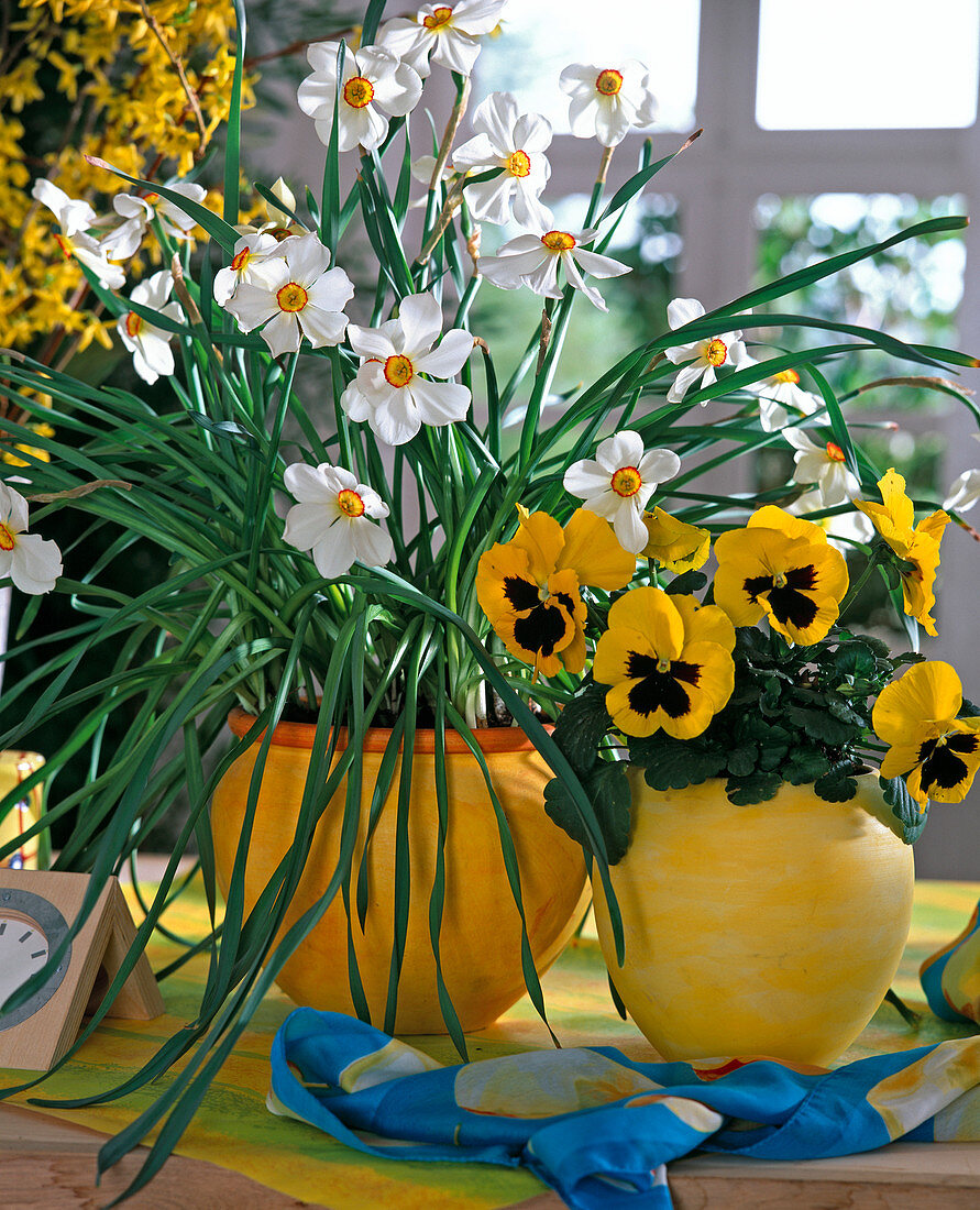 Narcissus jonquilla (poet's daffodils)