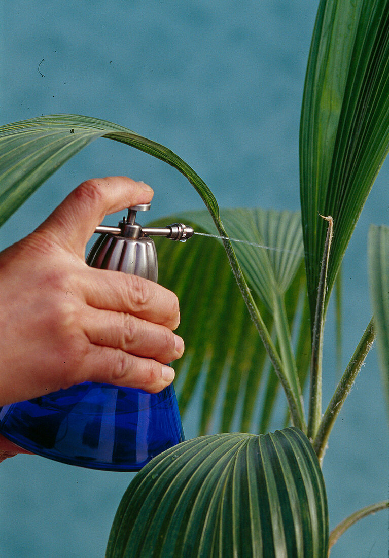Spray palms regularly