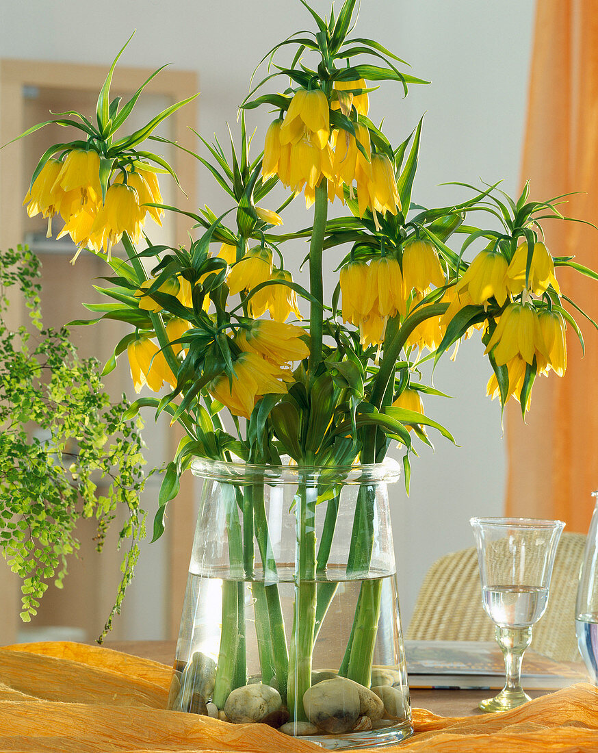 Fritillaria imperialis (imperial crown)