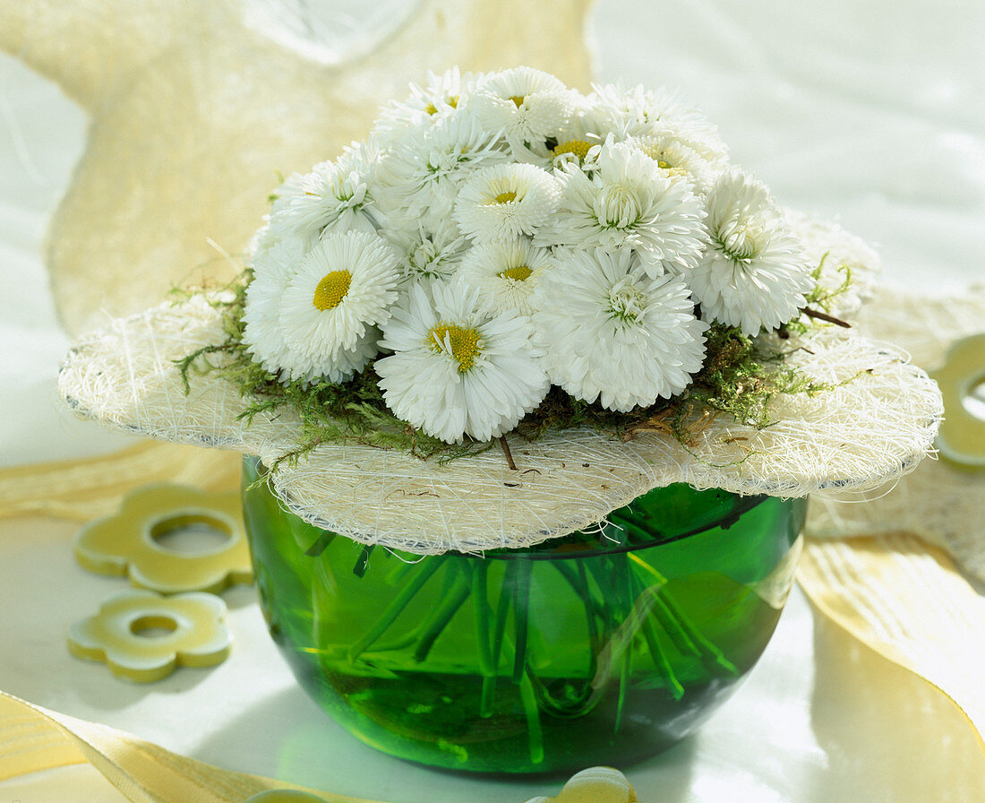 Bellis perennis