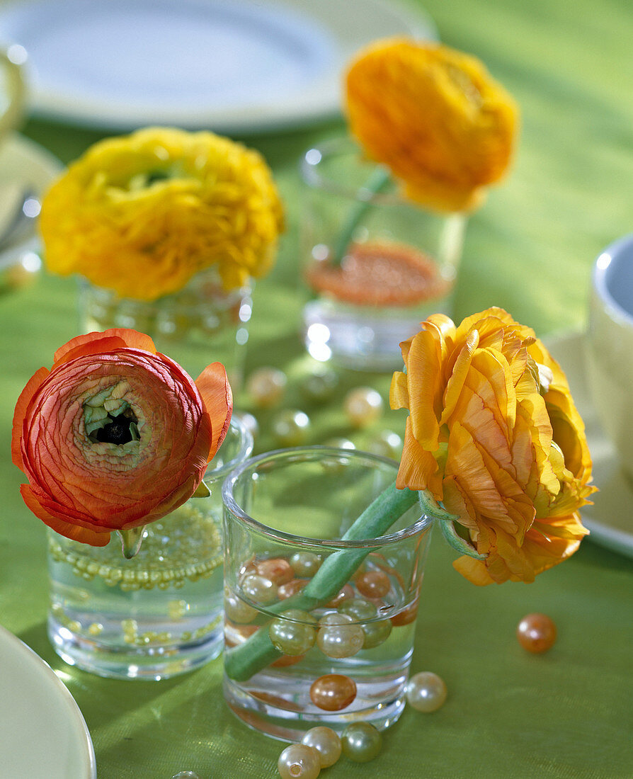 Ranunculus asiaticus, Ranunkelblüten in Gläsern mit Kugeln