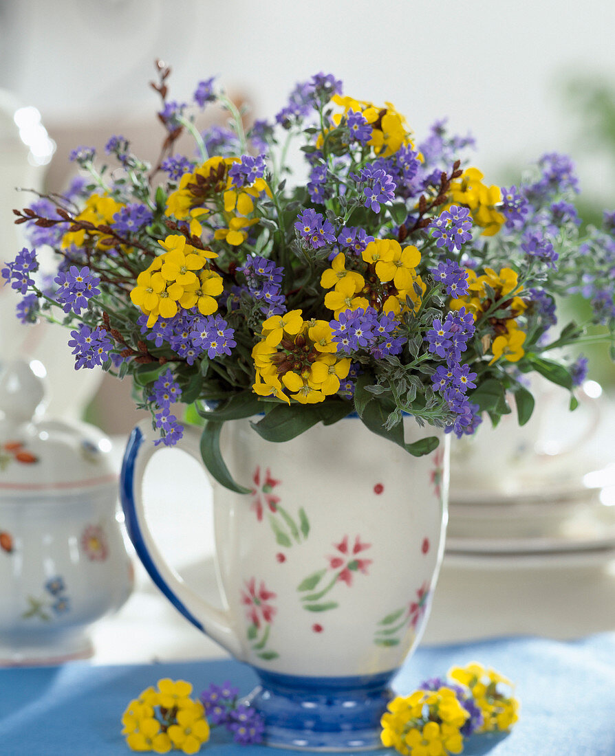 Myosotis sylvatica (Forget-me-not)