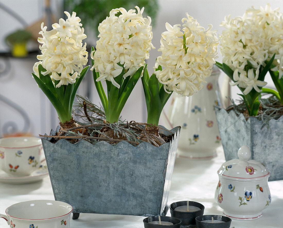 Hyacinthus orientalis