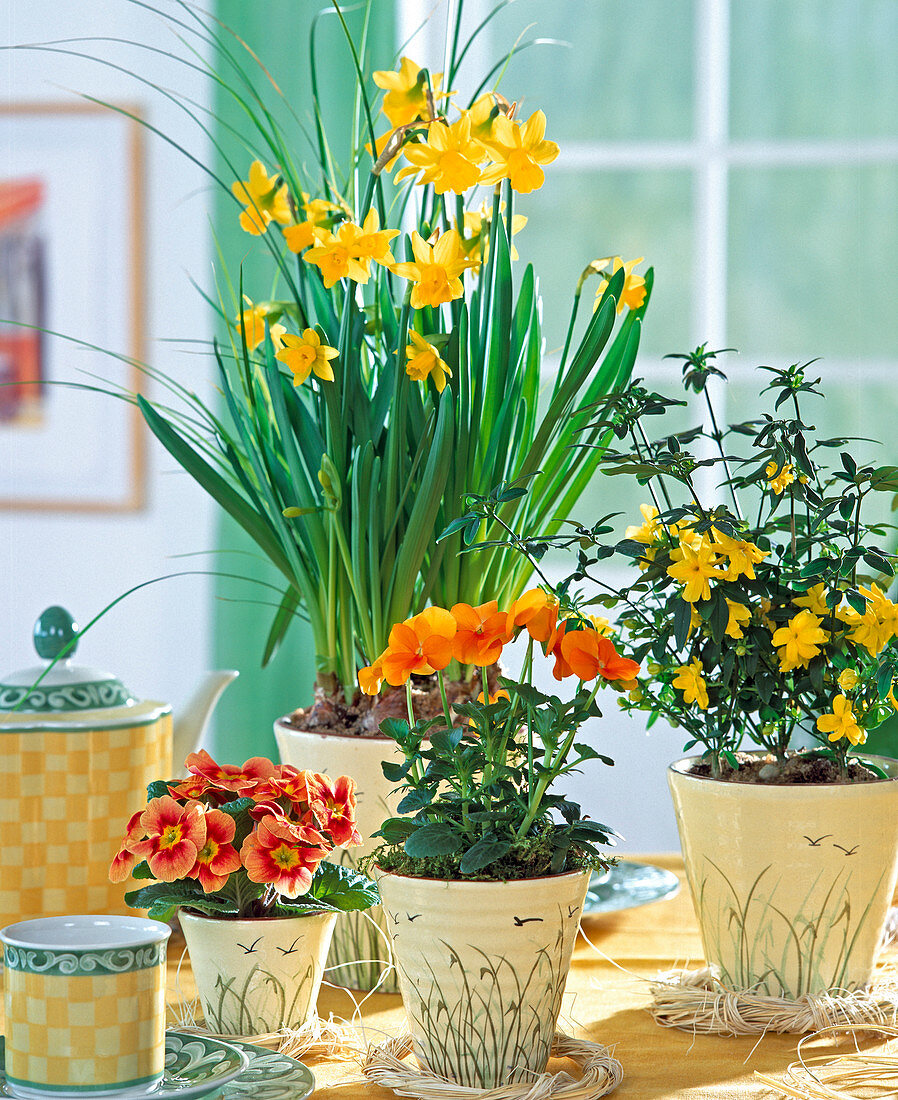 Narcissus hybrids, Primula acaulis, Viola cornuta (horned violets)