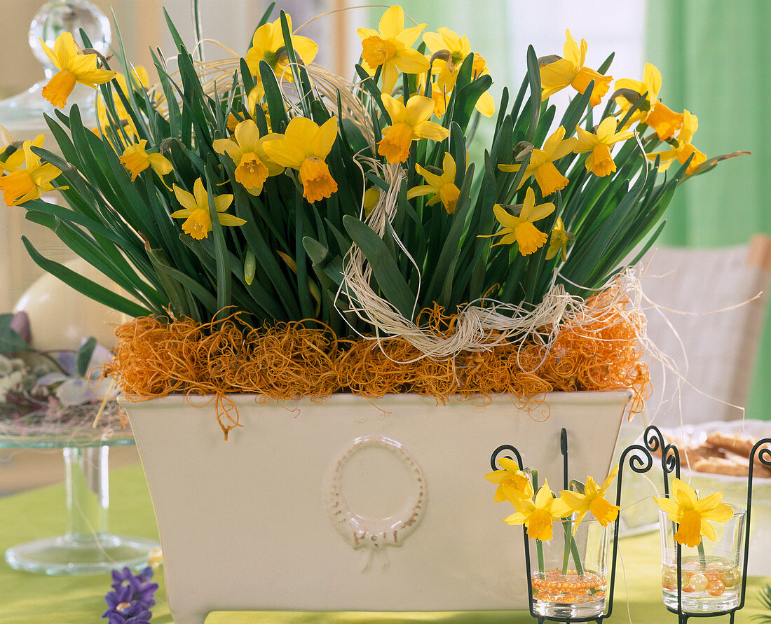 Jardiniere mit Narcissus 'Tete a Tete'