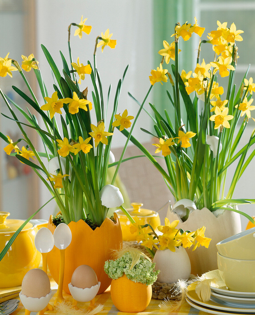 Narcissus 'Tete a Tete', daffodils decorated for Easter