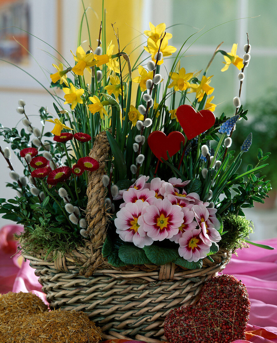 Basket with Bellis (daisies), Narcissus 'Tete a Tete'