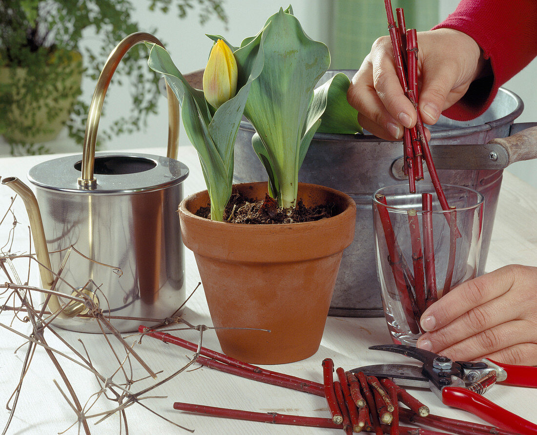 Tulpe im Glas mit Cornus