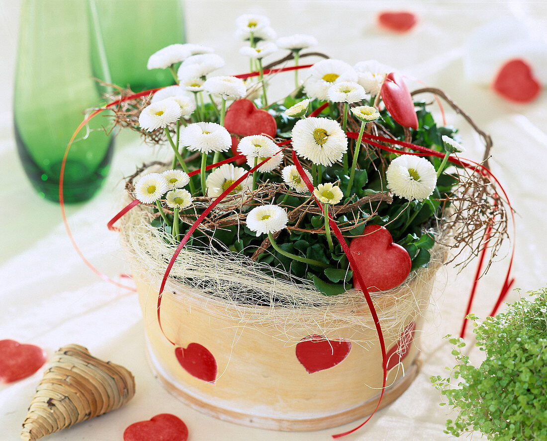 Bellis perennis, daisy