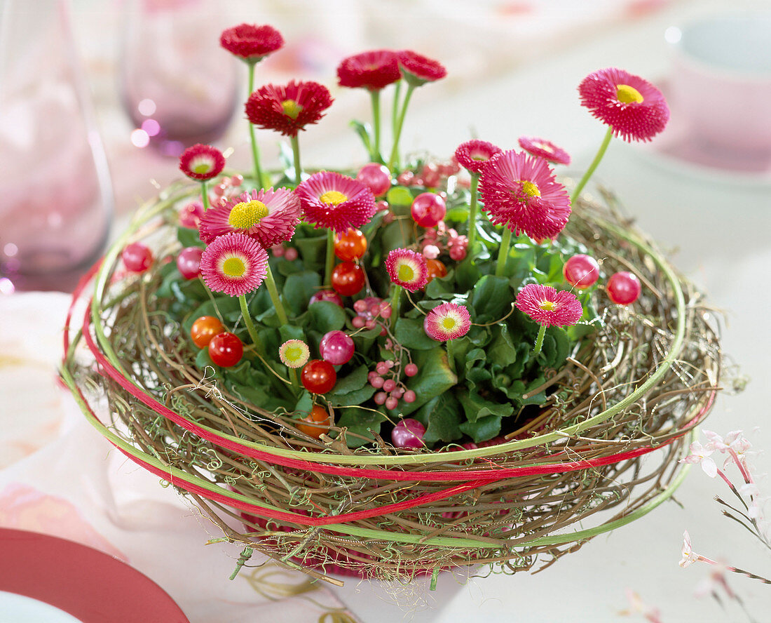 Bellis perennis