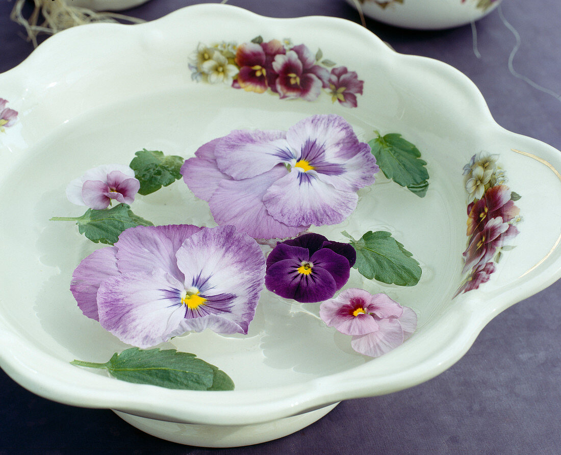 Diverse Viola-Blüten (Stiefmütterchen und Hornveilchen)