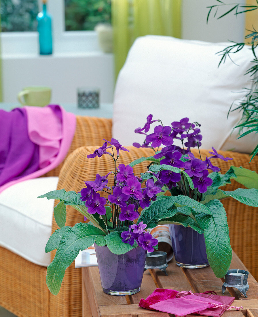 Streptocarpus hybrid 'Marleen'