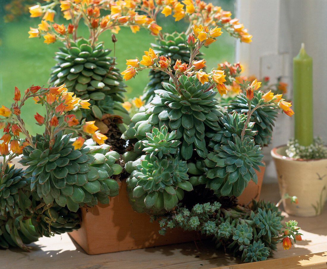 Echeveria herbergii (Echeverie)