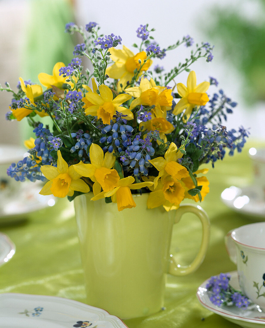 Narcissus 'Tete a Tete', Muscari (Grape Hyacinth)