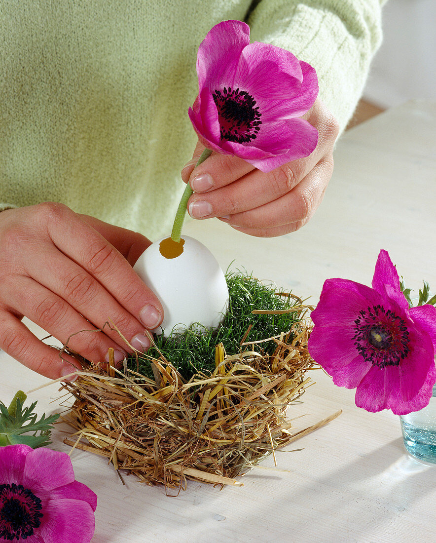 Anemone flower in a duck egg