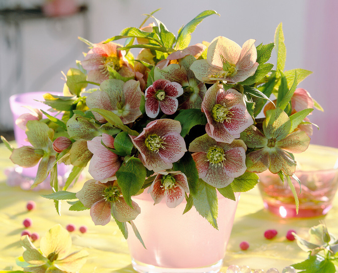 Helleborus orientalis