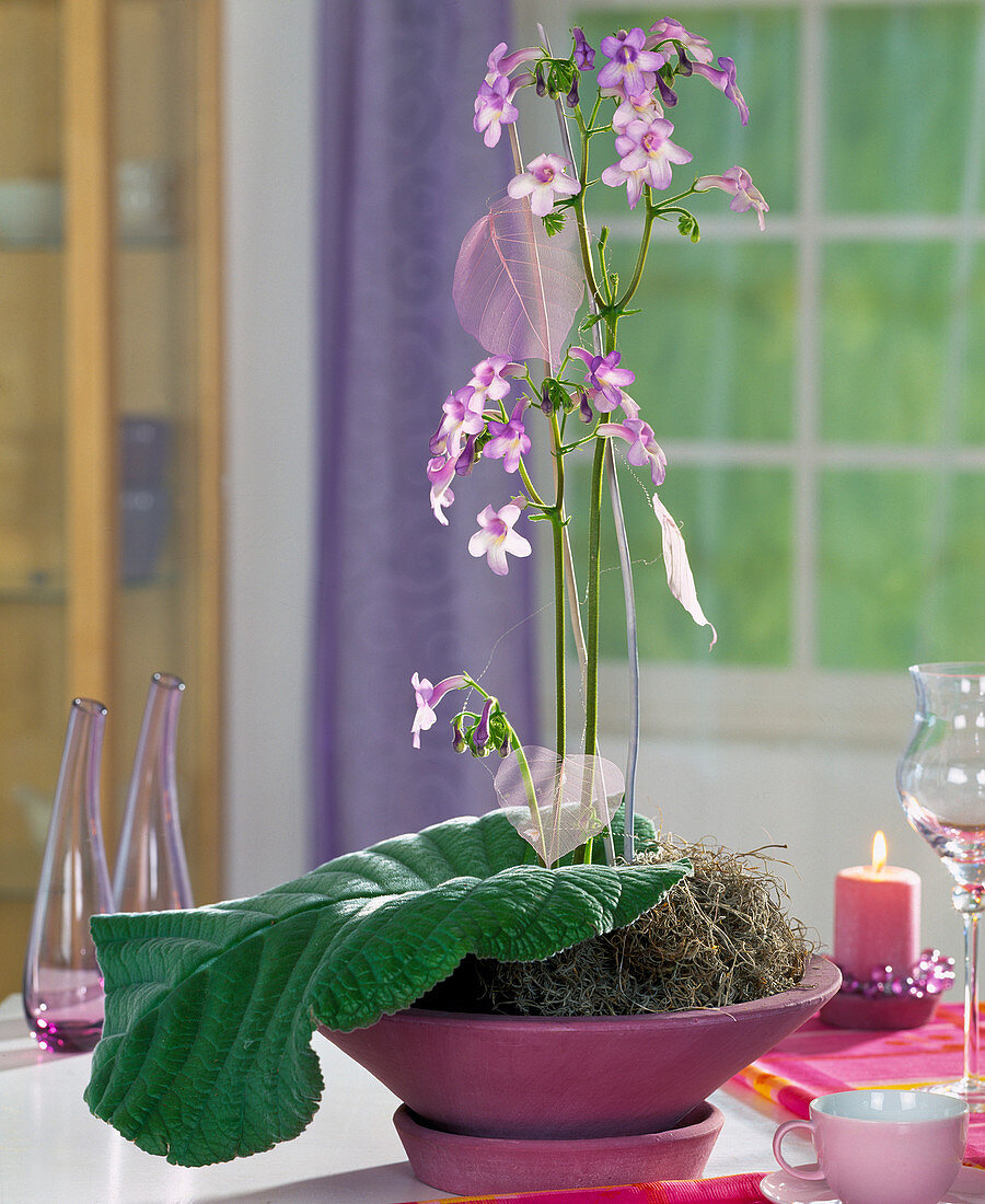 Streptocarpus wendlandii