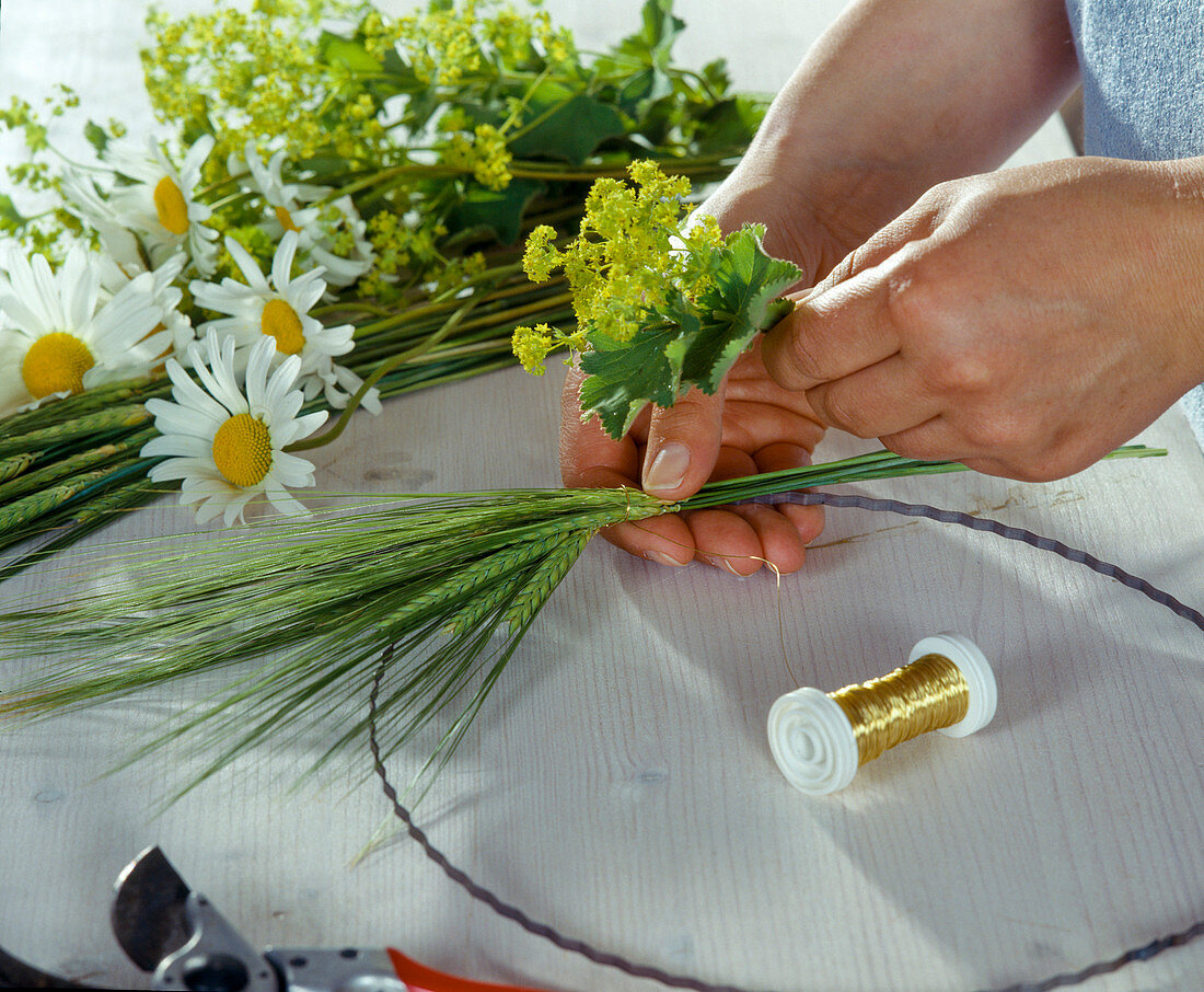 Kranz aus Leucanthemum (Margeriten), Alchemilla