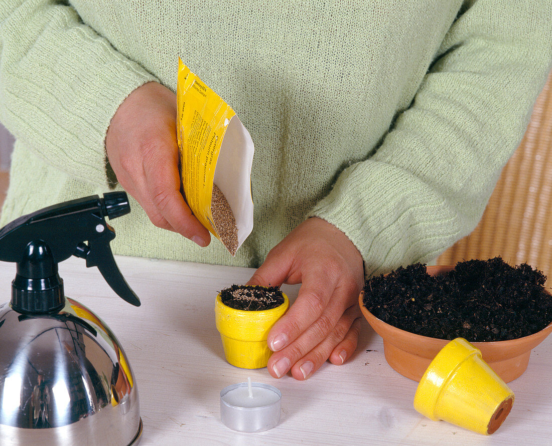 Sowing Easter grass in small painted clay pot