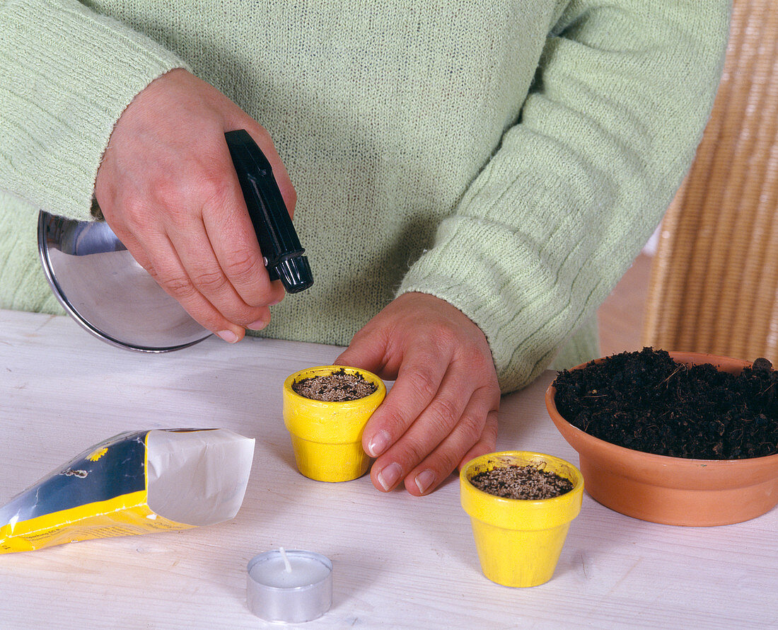 Sowing Easter grass in small painted pots