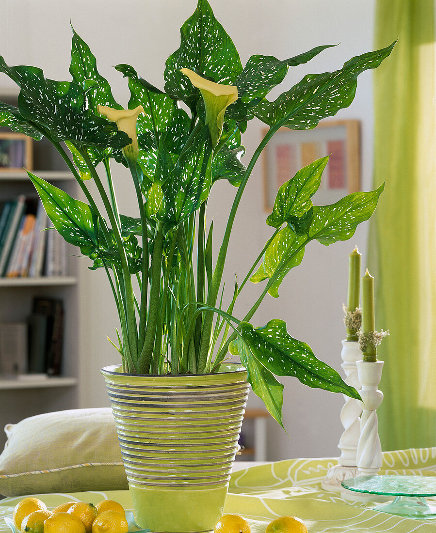 Zantedeschia hybrid