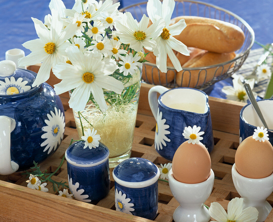 Cosmos bipinnatus (ornamental basket), Argyranthemum