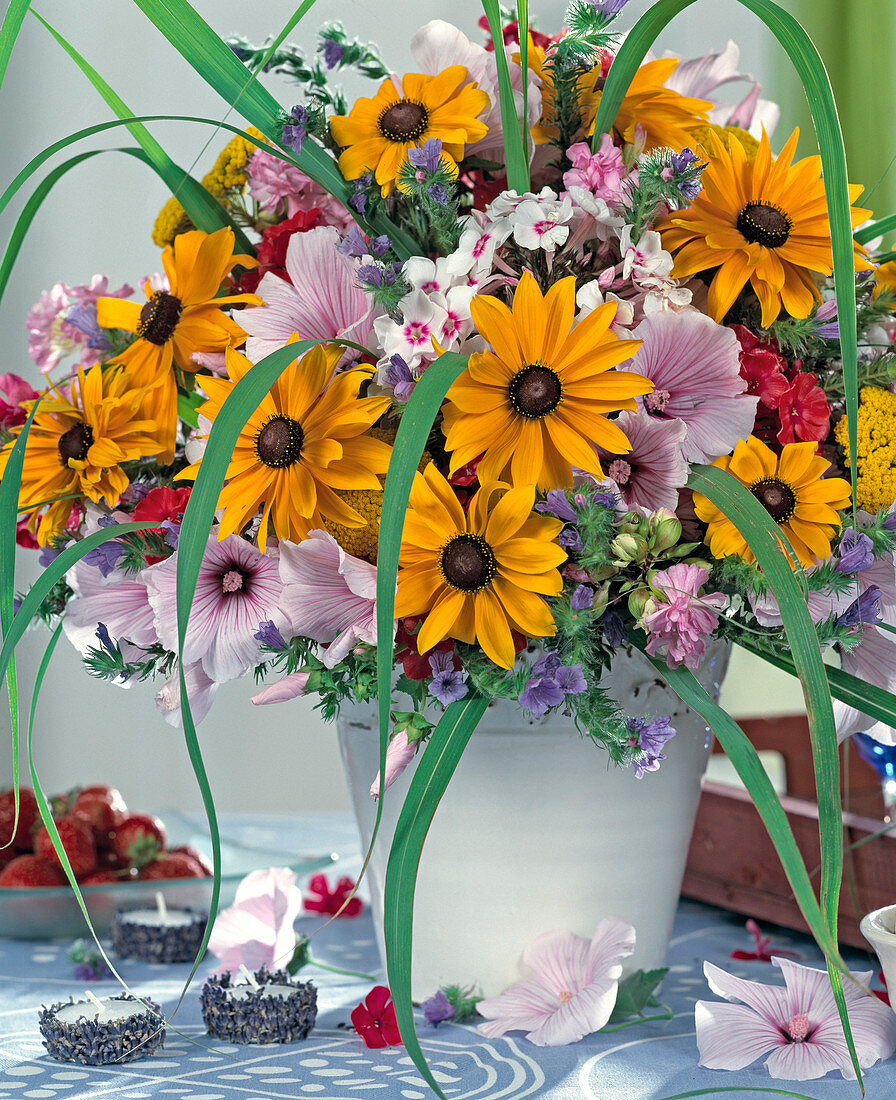 Lavatera trimistris (Bechermalve), Rudbeckia hirta