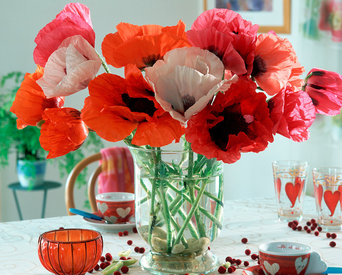 Papaver orientalis (Mohn)