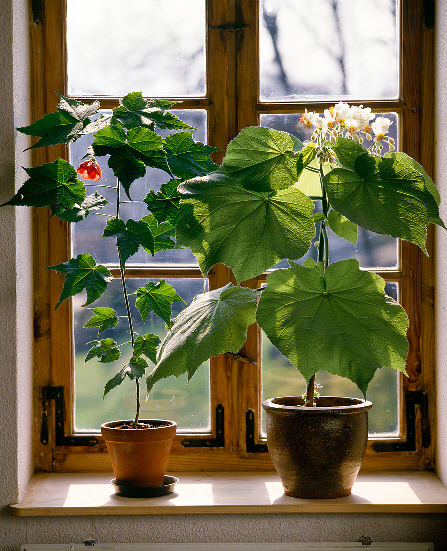 Sparmania africana, Abutilon hybrid