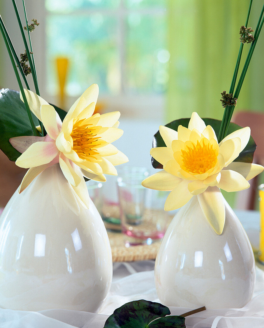 Water lily 'Moorei' in vases