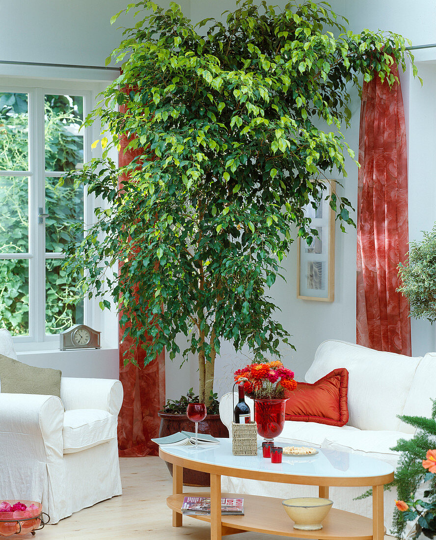 Ficus benjamina (birch fig) as a room tree