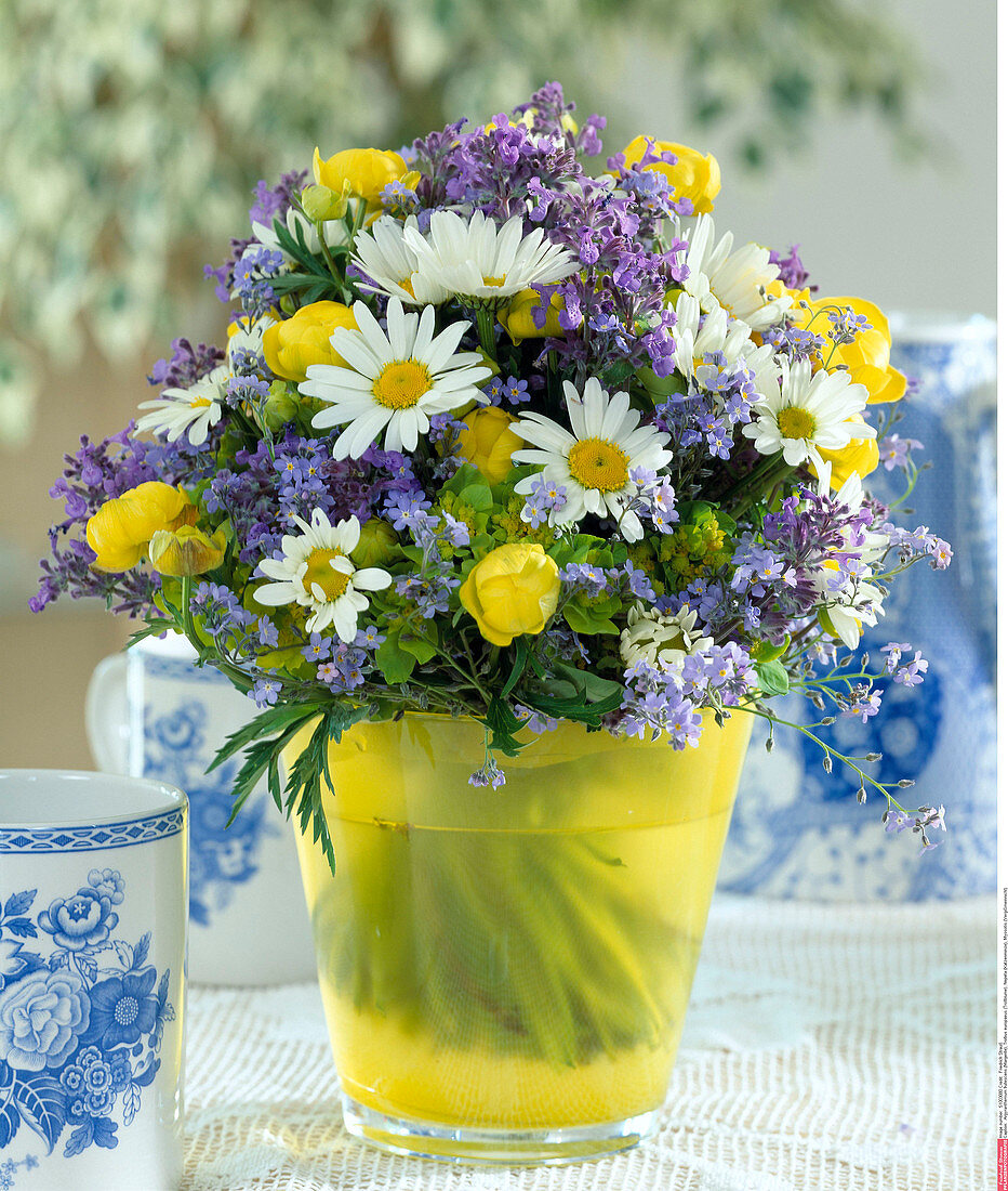 Argyranthemum frutescens (Marguerite), Trollius europaeus