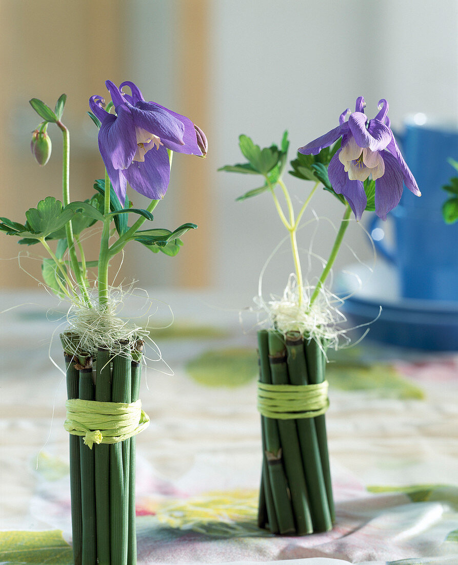 Aquilegia flabellata 'Cameo' (Akelei) in einem mit Schachtelhalm ummanteltem Röhrchen